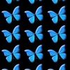 corinne_distaso